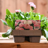 Bellis Salmon Pink 6 Pack