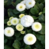 Bellis White 6 Pack