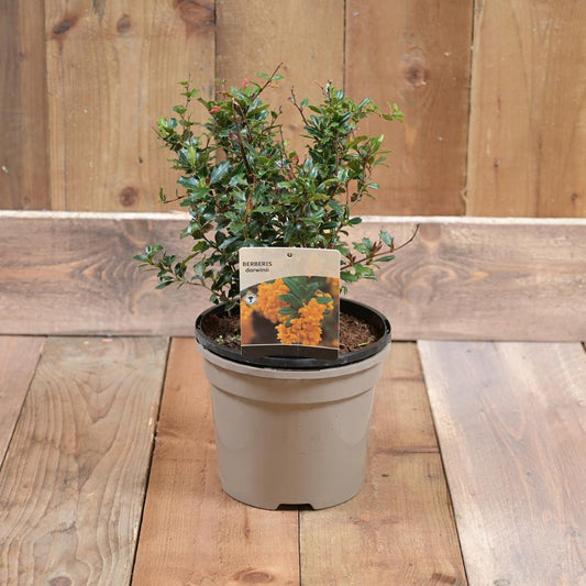 Berberis Darwinii 3L