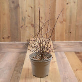 Berberis Thunb. Harlequin 3L