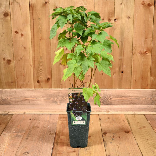 Blackcurrant Ben Connan 3L