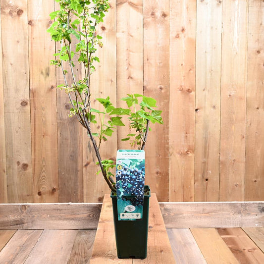 Blackcurrant Ben Lomond 3L