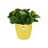 Brussels Round Mini 9,5Cm Fresh Yellow