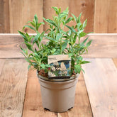 Buddleja 'Buzz Ivory' 3L