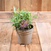 Buddleja Buzz Lavender 3L