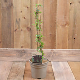 Buddleja Davidii 'Black Knight' 3L