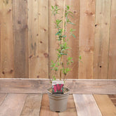 Buddleja Davidii 'Royal Red' 3L
