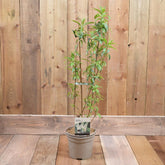 Buddleja Davidii 'White Profusion' 3L