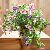 Calibrachoa Trio Bells 13cm Pot