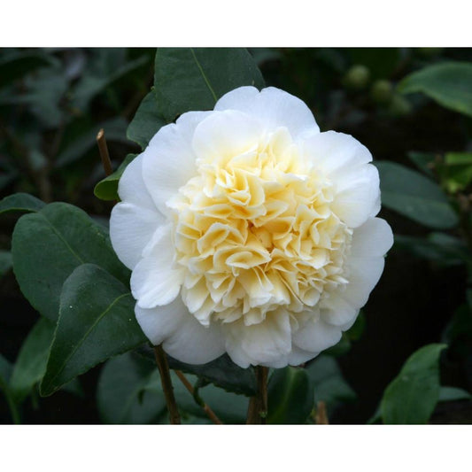 Camellia Brushfield'S Yellow 4.0L