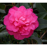 Camellia Debbie 4L Pink