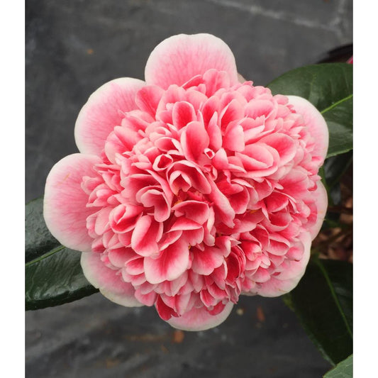 Camellia Volunteer 4L Pink