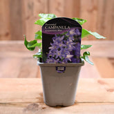 Campanula Pyramidalis 1L