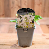 Campanula Pyramidalis Alba 1L