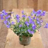 Campanula Spring Bell Blue12cm