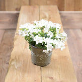 Campanula Spring Bell White 12cm