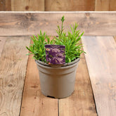 Campanula Takion Blue 3L