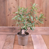 Carpenteria Californica 3L