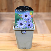 Catananche Caerulea 1L