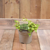 Ceanothus Diamond Heights 3L