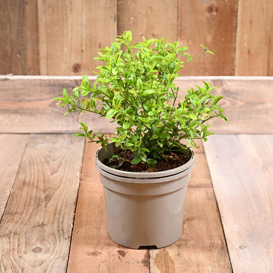 Ceanothus Eldorado 3L