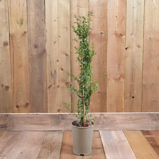 Ceanothus Italian Skies 3Ld