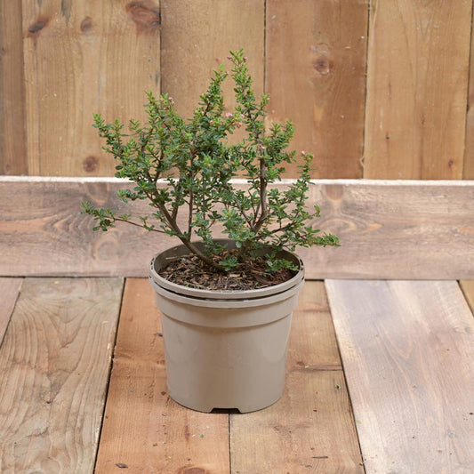 Ceanothus 'Puget Blue' 3L