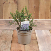 Ceanothus 'Puget Blue' 3L