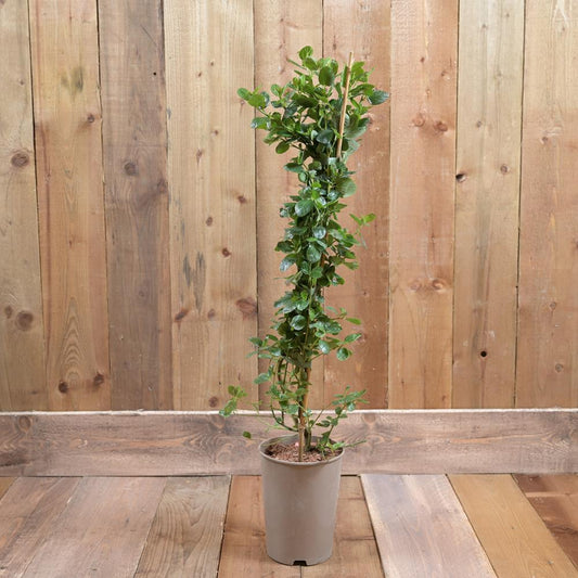 Ceanothus 'Yankee Point' 3Ld