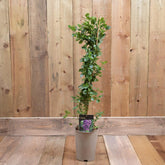 Ceanothus 'Yankee Point' 3Ld