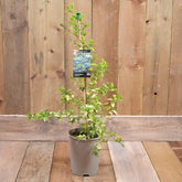 Ceanothus Zanzibar 3L