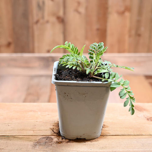 Centaurea Dealbata 1L