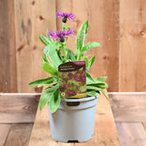 Centaurea Montana 'Amethyst Dream