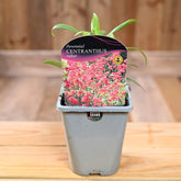 Centranthus Ruber Coccineus 1L