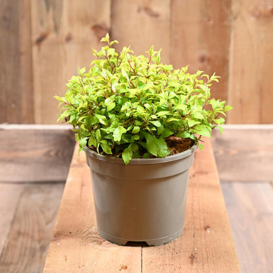 Ceratostigma Sapphire Ring 3L