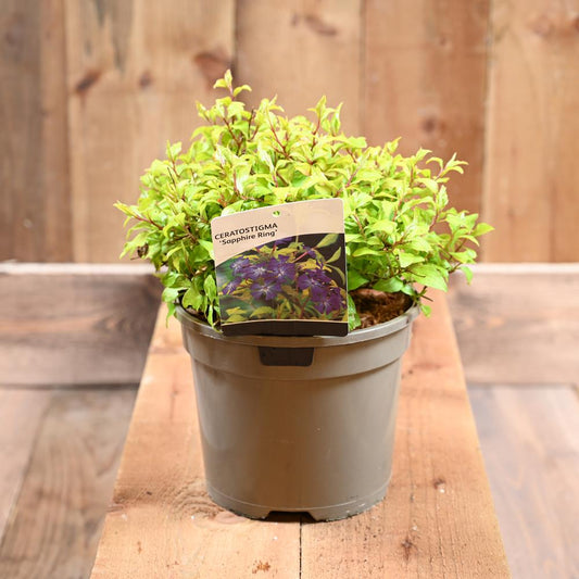 Ceratostigma Sapphire Ring 3L