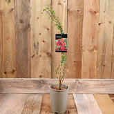 Chaenomeles X Superba 'Crimson & Gold' 3L