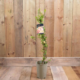 Chaenomeles X Superba Geisha Girl