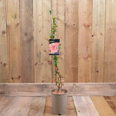 Chaenomeles X Superba 'Pink Lady' 3L