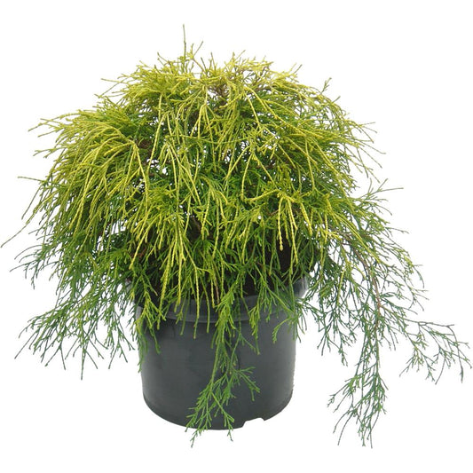 Chamaecyparis Pisifera Sungold 7L