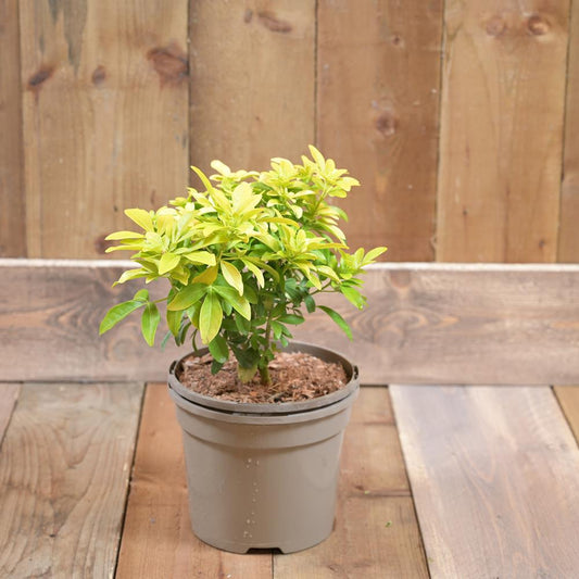 Choisya Ternata 'Sundance' 3L