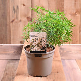 Choisya White Dazzler 3L