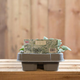 Cineraria Silver Leaf 6 Pack