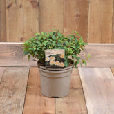 Cistus Corbariensis 3L