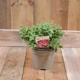 Cistus Pulv. 'Sunset' 3L