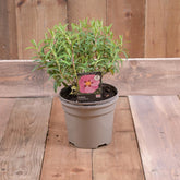 Cistus X Purpureus 3L