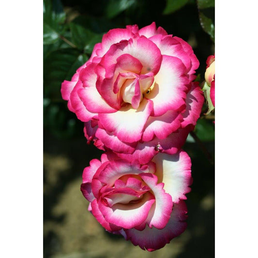 Climbing Rose Handel 4L