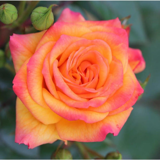 Climbing Rose Redova Royalty 4L