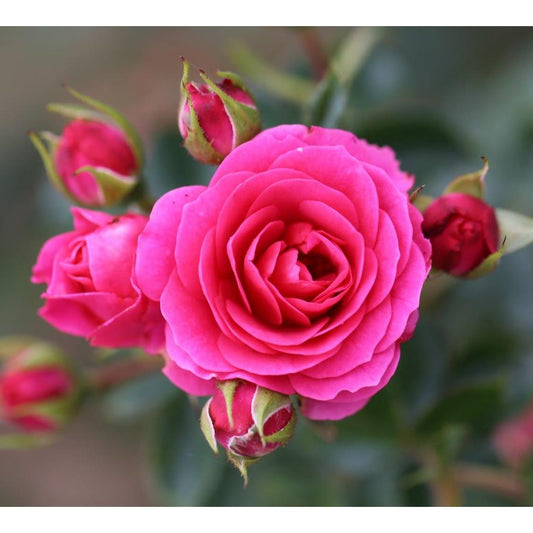 Climbing Rose Starlight Express 4L