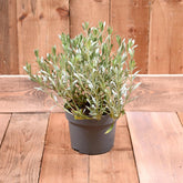 Convolvulus Cneorum 2 L